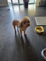 Gigi, a female Poodle - Toy  for sale in Pomona, CA – Photo 3 of 4