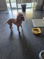 Gigi, a female Poodle - Toy  for sale in Pomona, CA – Photo 2 of 4