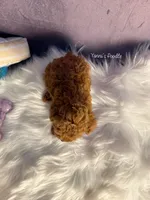 Lois(AKC teacup), a female Poodle - Toy  for sale in Pomona, CA – Photo 3 of 6