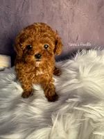 Lois(AKC teacup), a female Poodle - Toy  for sale in Pomona, CA – Photo 1 of 6