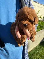 Lois(AKC teacup), a female Poodle - Toy  for sale in Pomona, CA – Photo 6 of 6
