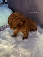 Lois(AKC teacup), a female Poodle - Toy  for sale in Pomona, CA – Photo 2 of 6