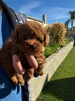 Lois(AKC teacup), a female Poodle - Toy  for sale in Pomona, CA – Photo 5 of 6