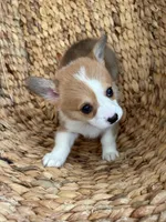 Naomi (AKC), a female Pembroke Welsh Corgi for sale in Pomona, CA – Photo 3 of 3
