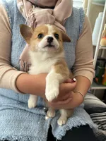 Naomi (AKC), a female Pembroke Welsh Corgi for sale in Pomona, CA – Photo 2 of 3