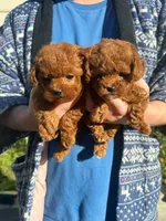 Henry(AKC teacup), a male Poodle - Toy  for sale in Pomona, CA – Photo 3 of 6