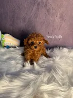 Henry(AKC teacup), a male Poodle - Toy  for sale in Pomona, CA – Photo 5 of 6