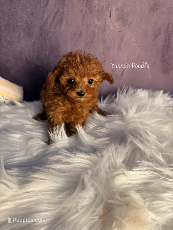 Henry(AKC teacup), a male Poodle - Toy  for sale in Pomona, CA – Photo 1 of 6