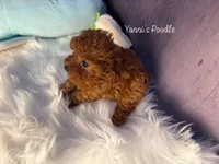 Henry(AKC teacup), a male Poodle - Toy  for sale in Pomona, CA – Photo 6 of 6