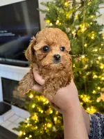 Rose(small toy), a female Poodle - Toy  for sale in Pomona, CA – Photo 2 of 2