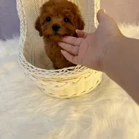 Bob(AKC), a male Poodle - Toy  for sale in Pomona, CA – Photo 2 of 2