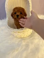 Bob(AKC), a male Poodle - Toy  for sale in Pomona, CA – Photo 2 of 2