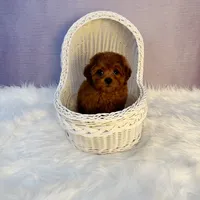 Bob(AKC), a male Poodle - Toy  for sale in Pomona, CA – Photo 1 of 2