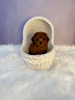 Bob(AKC), a male Poodle - Toy  for sale in Pomona, CA – Photo 1 of 2