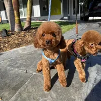 Yuanyuan, a female Poodle - Miniature  for sale in Pomona, CA – 1 of 1