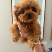 Louis(AKC teacup), a male Poodle - Toy  for sale in Pomona, CA – Photo 2 of 2