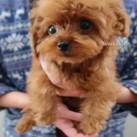 Louis(AKC teacup), a male Poodle - Toy  for sale in Pomona, CA – Photo 1 of 2