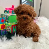 Carrie tcup (AKC), a female Poodle - Toy  for sale in Pomona, CA – Photo 1 of 4