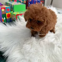 Carrie tcup (AKC), a female Poodle - Toy  for sale in Pomona, CA – Photo 3 of 4