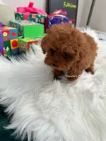 Carrie tcup (AKC), a female Poodle - Toy  for sale in Pomona, CA – Photo 3 of 4