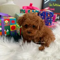 Carrie tcup (AKC), a female Poodle - Toy  for sale in Pomona, CA – Photo 2 of 4