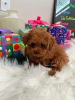 Carrie tcup (AKC), a female Poodle - Toy  for sale in Pomona, CA – Photo 2 of 4