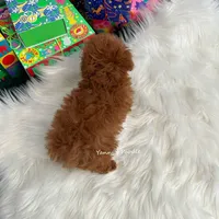 Carrie tcup (AKC), a female Poodle - Toy  for sale in Pomona, CA – Photo 4 of 4