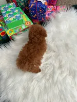 Carrie tcup (AKC), a female Poodle - Toy  for sale in Pomona, CA – Photo 4 of 4