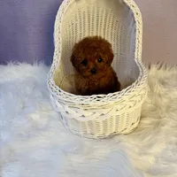 Doris(AKC), a female Poodle - Toy  for sale in Pomona, CA – Photo 1 of 4