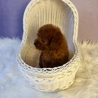 Doris(AKC), a female Poodle - Toy  for sale in Pomona, CA – Photo 2 of 4