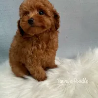 Angela(AKC), a female Poodle - Toy  for sale in Pomona, CA – Photo 2 of 3