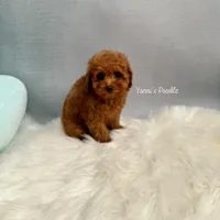 Angela(AKC), a female Poodle - Toy  for sale in Pomona, CA – Photo 1 of 3