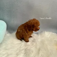 Angela(AKC), a female Poodle - Toy  for sale in Pomona, CA – Photo 3 of 3