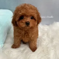 Belle(AKC), a female Poodle - Toy  for sale in Pomona, CA – Photo 2 of 3