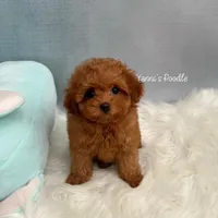 Belle(AKC), a female Poodle - Toy  for sale in Pomona, CA – Photo 1 of 3