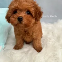 Belle(AKC), a female Poodle - Toy  for sale in Pomona, CA – Photo 3 of 3