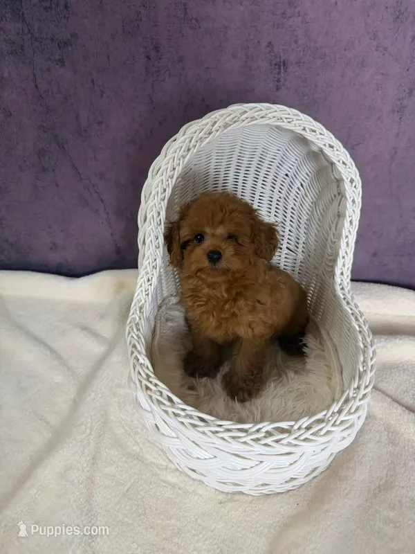 Rock – Poodle - Toy  puppy for sale in Moreno Valley, CA