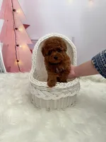 Adam(AKC), a male Poodle - Toy  for sale in Pomona, CA – Photo 3 of 3