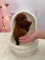 Adam(AKC), a male Poodle - Toy  for sale in Pomona, CA – Photo 2 of 3