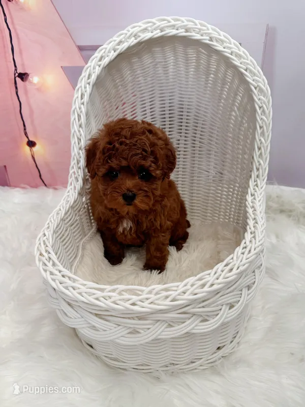 Adam(AKC), a male Poodle - Toy  for sale in Pomona, CA – Photo 1 of 3