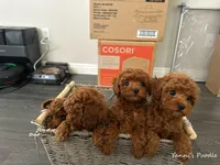 Mike (AKC), a male Poodle - Toy  for sale in Pomona, CA – Photo 10 of 10