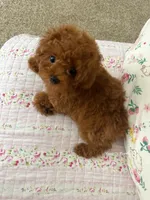 Mike (AKC), a male Poodle - Toy  for sale in Pomona, CA – Photo 3 of 10