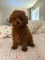 Mike (AKC), a male Poodle - Toy  for sale in Pomona, CA – Photo 4 of 10