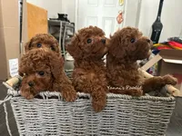 Mike (AKC), a male Poodle - Toy  for sale in Pomona, CA – Photo 9 of 10