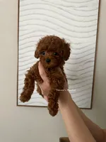 Mike (AKC), a male Poodle - Toy  for sale in Pomona, CA – Photo 5 of 10