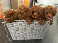 Mike (AKC), a male Poodle - Toy  for sale in Pomona, CA – Photo 8 of 10