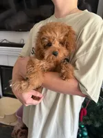 Rock, a male Poodle - Toy  for sale in Moreno Valley, CA – 4 of 4