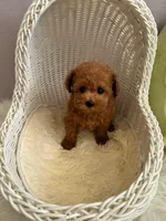 Diana(AKC), a female Poodle - Toy  for sale in Pomona, CA – Photo 2 of 4