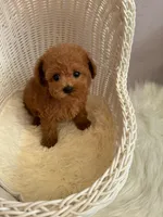 Diana(AKC), a female Poodle - Toy  for sale in Pomona, CA – Photo 1 of 4