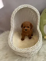 Diana(AKC), a female Poodle - Toy  for sale in Pomona, CA – Photo 3 of 4